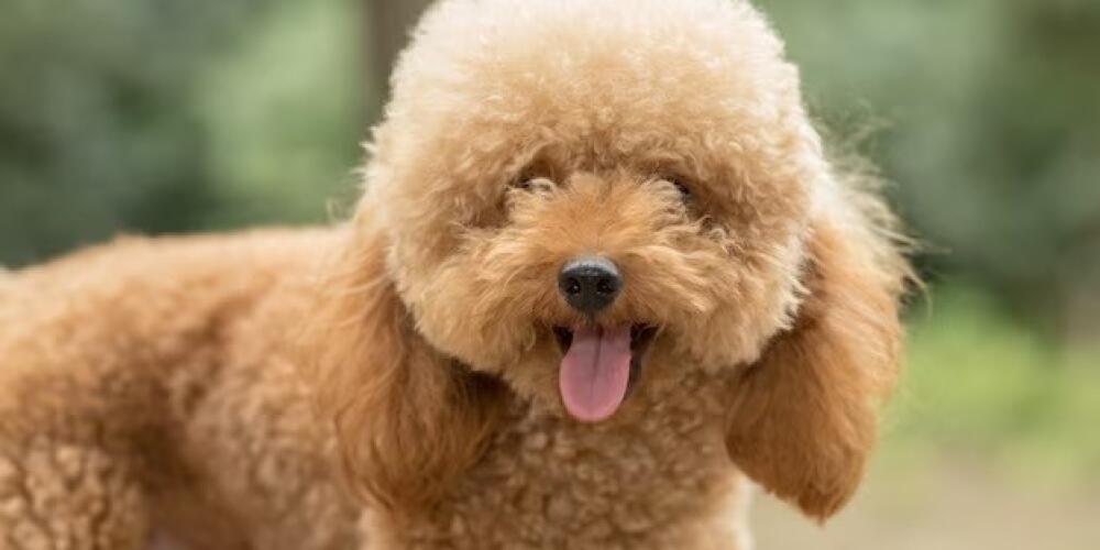 Doodle Bug Doodles Introduces Cavapoo Puppies for Adoption