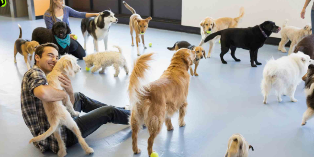 The Ultimate Guide to Dog Daycare in Toronto: Top Tips for Finding the Best Care for Your Pup