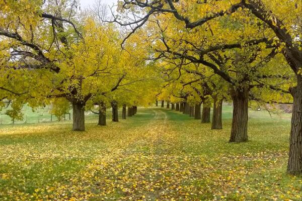 Indulge in Luxury: Experience Yarra Valley Private Winery Tours with Chauffeur Drive Melbourne