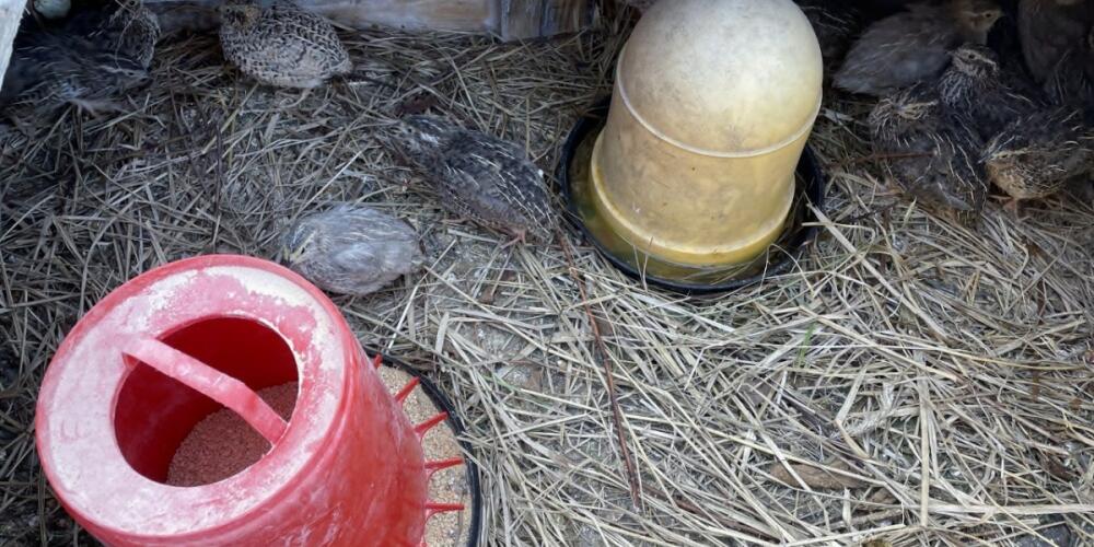 Composting biological waste with quail and earthworms