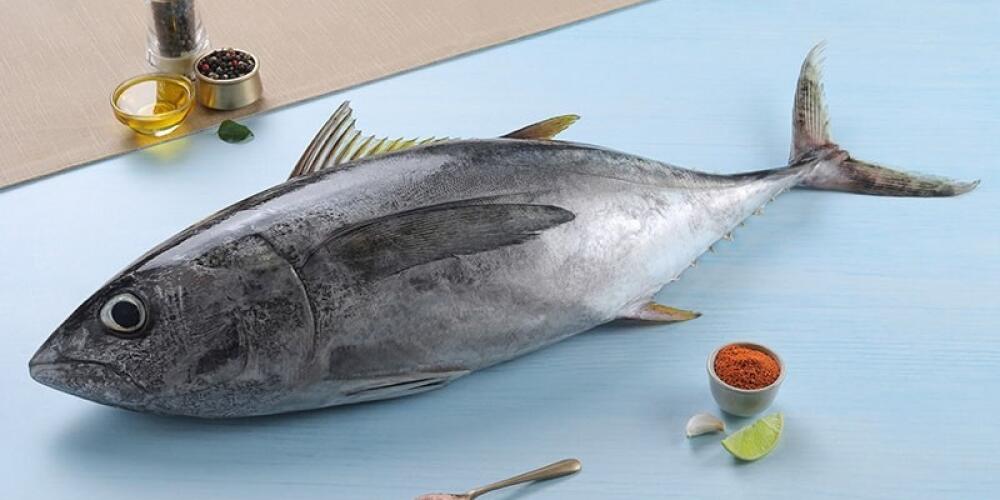 Cape Town Tuna Slam - 4 species on a single day