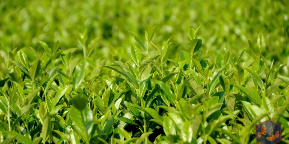 Zyanna PSPL: An Online Tea Retailer Providing an Exemplary Tea Experience for You
