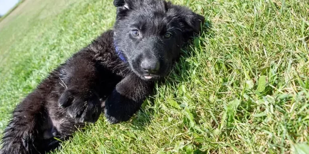 SmithFarms German Shepherds Unveils Exquisite All Black German Shepherd Puppies for Sale for Discerning Pet Enthusiasts