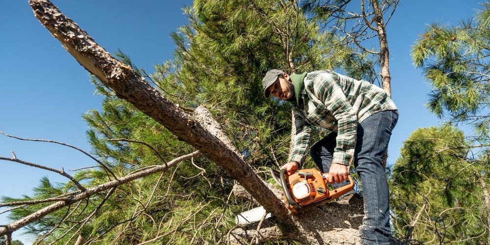 The Tree Guy: Best Stump Grinding in Tacoma, WA