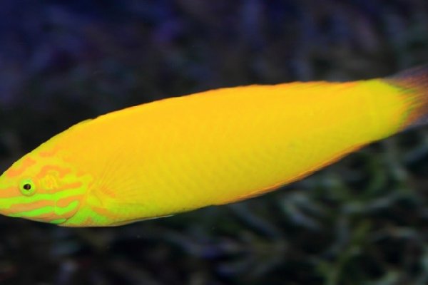 Guidelines on Banana Fish Saltwater from the Experts