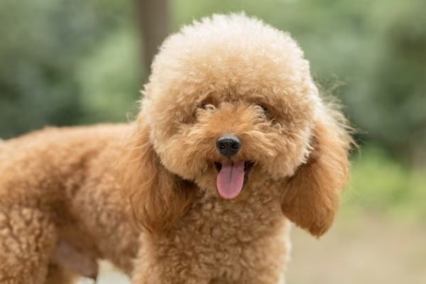 Doodle Bug Doodles Introduces Cavapoo Puppies for Adoption