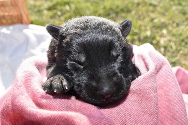 Bring Majestic Pups Home From German Shepherd Puppies For Sale