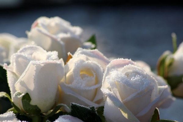 Uskočka bijela ruža
