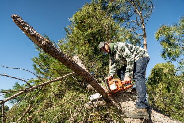 The Tree Guy: Best Stump Grinding in Tacoma, WA